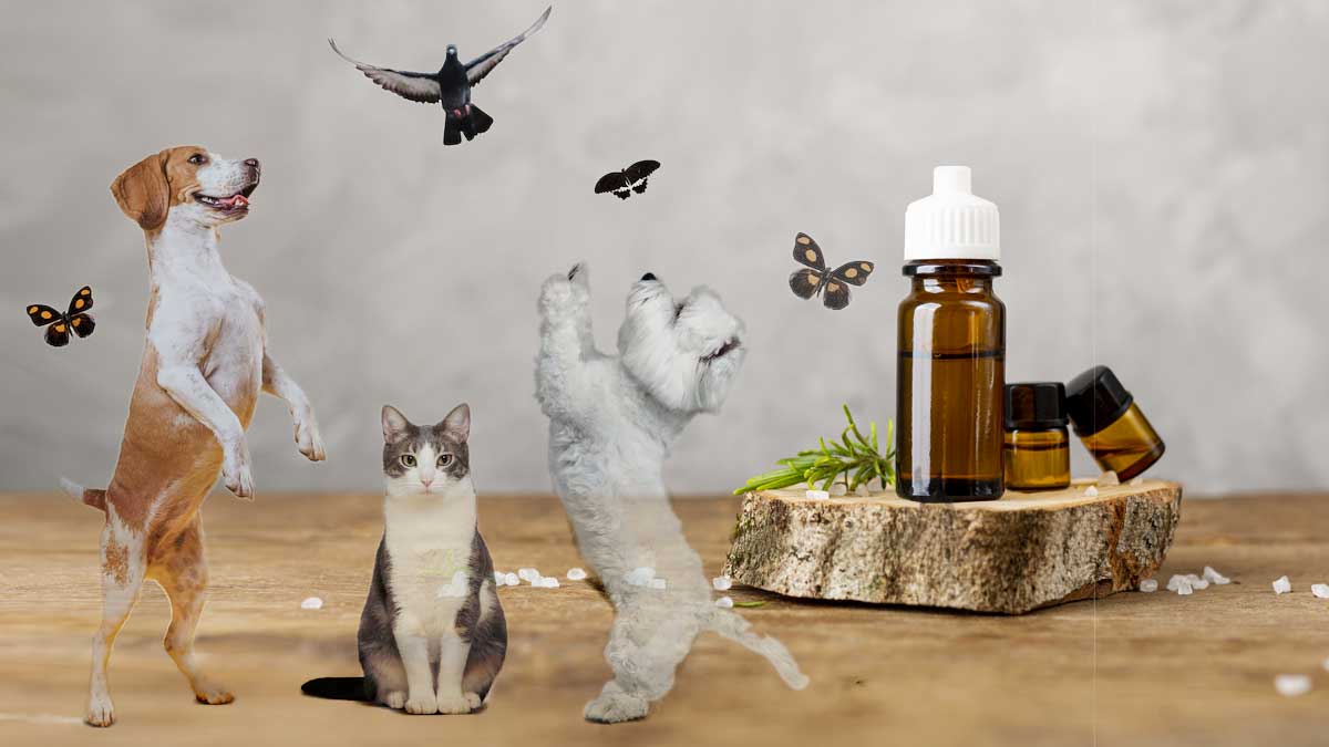 Naturopathie animalière : Peut-on utiliser les huiles essentielles sans danger avec nos animaux de compagnie ?